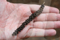 Black Pepper Plant