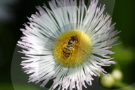 Hoverfly On A Wild Daisy Flower