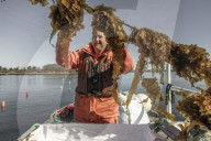 Something in the water: how kelp is helping Maine's mussels boom.