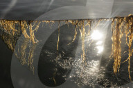 Something in the water: how kelp is helping Maine's mussels boom.