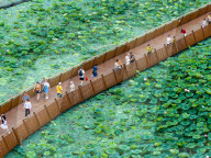 Blooming Lotus Flowers in Xuanwu Lake Park in Nanjing