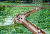 Blooming Lotus Flowers in Xuanwu Lake Park in Nanjing