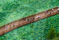 Blooming Lotus Flowers in Xuanwu Lake Park in Nanjing