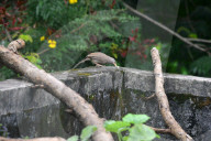 India Animal