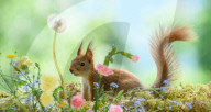 SNFlowers