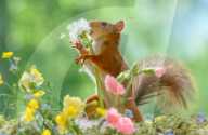 SNFlowers
