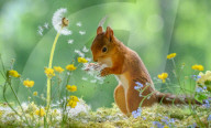 SNFlowers