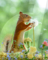 SNFlowers