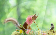 SNFlowers