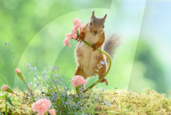 SNFlowers