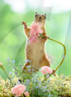 SNFlowers