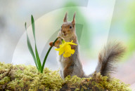 SNFlowers