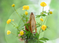 SNFlowers