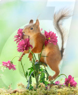 SNFlowers
