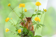 SNFlowers
