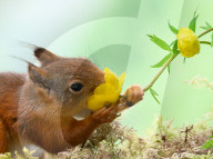 SNFlowers