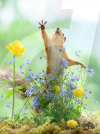 SNFlowers