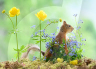 SNFlowers