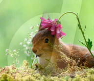 SNFlowers