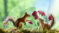 SNFlowers