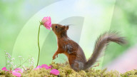 SNFlowers
