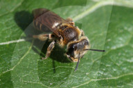Dunning's Mining Bee