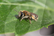 Dunning's Mining Bee
