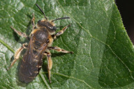 Dunning's Mining Bee