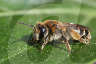 Dunning's Mining Bee
