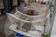 Dengue Patients In Dhaka, Bangladesh