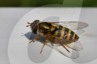 Hoverfly