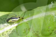 Four-lined Plant Bug