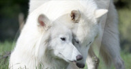 Dire wolf pups 20 percent bigger than moden animal