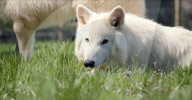 Dire wolf pups 20 percent bigger than moden animal