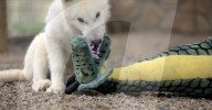 Dire wolf pups 20 percent bigger than moden animal