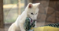 Dire wolf pups 20 percent bigger than moden animal