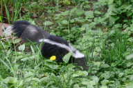 Skunk
