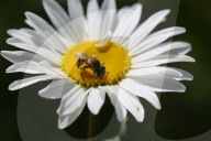 Bee On A Wild Ox-eye Daisy Flower