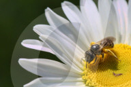 Bee On A Wild Ox-eye Daisy Flower