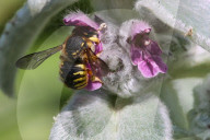 Wasp Pollinating A Flower