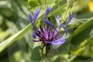 Mountain Cornflower