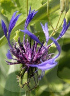 Mountain Cornflower