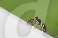 Zebra Jumping Spider