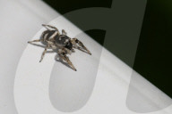 Zebra Jumping Spider