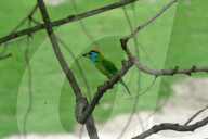 India Animal Bird