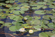 Spring Season In Markham