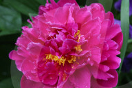 Peony Flowers Blooming In Toronto, Canada