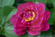 Peony Flowers Blooming In Toronto, Canada