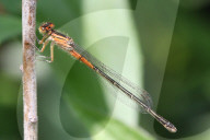 Damselfly