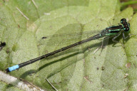 Damselfly